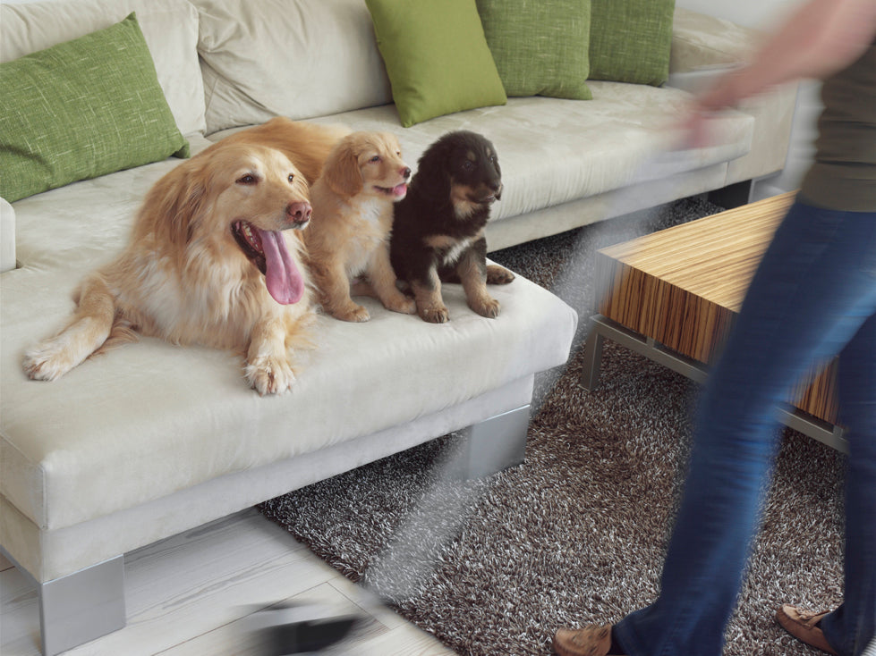 Person vacuuming living room with central vacuum hose while three dogs relax on sofa, showcasing effortless pet-friendly cleaning.