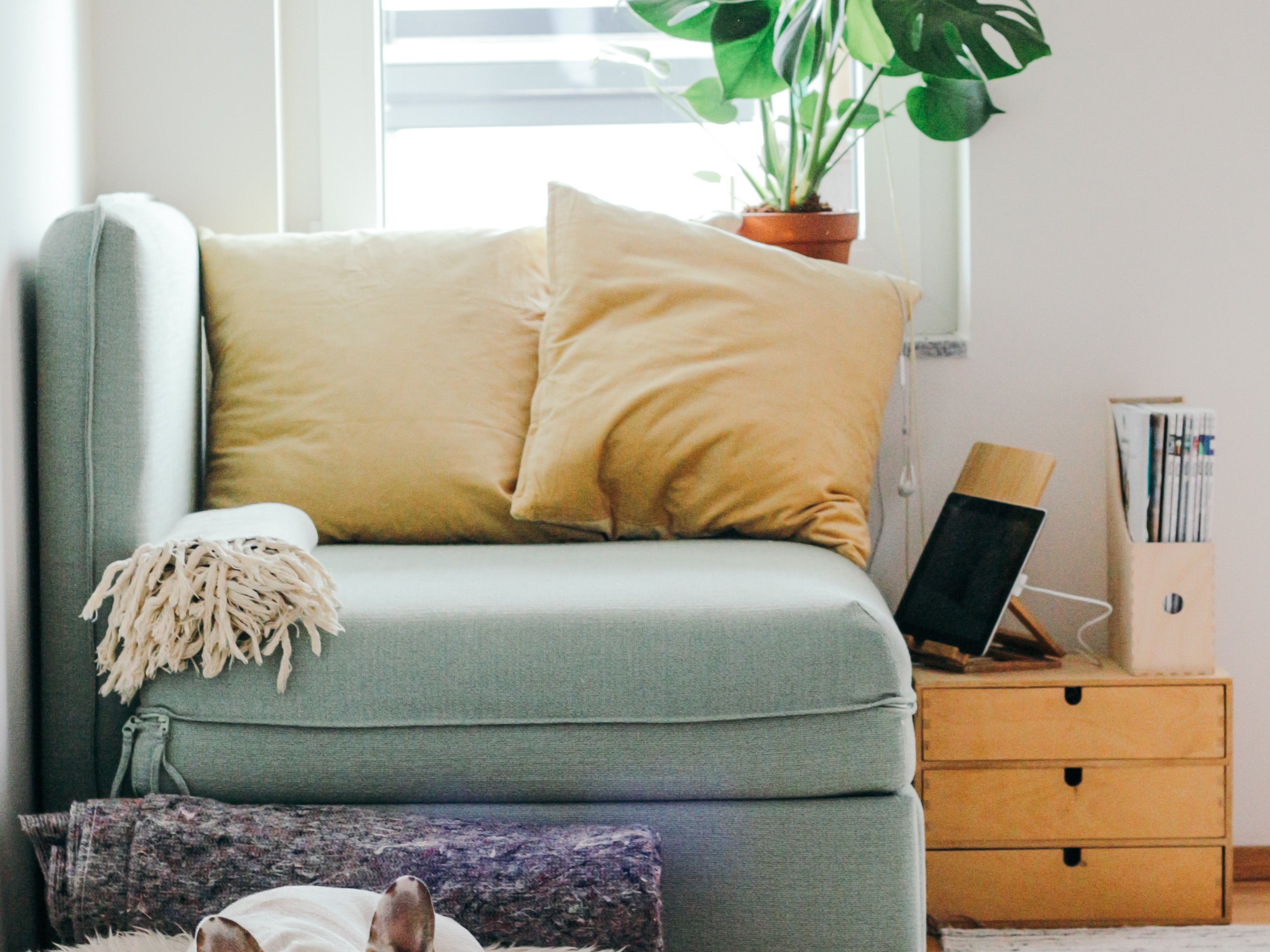 Cozy living room with French bulldog resting on plush bed, green plant by window, soft natural light.