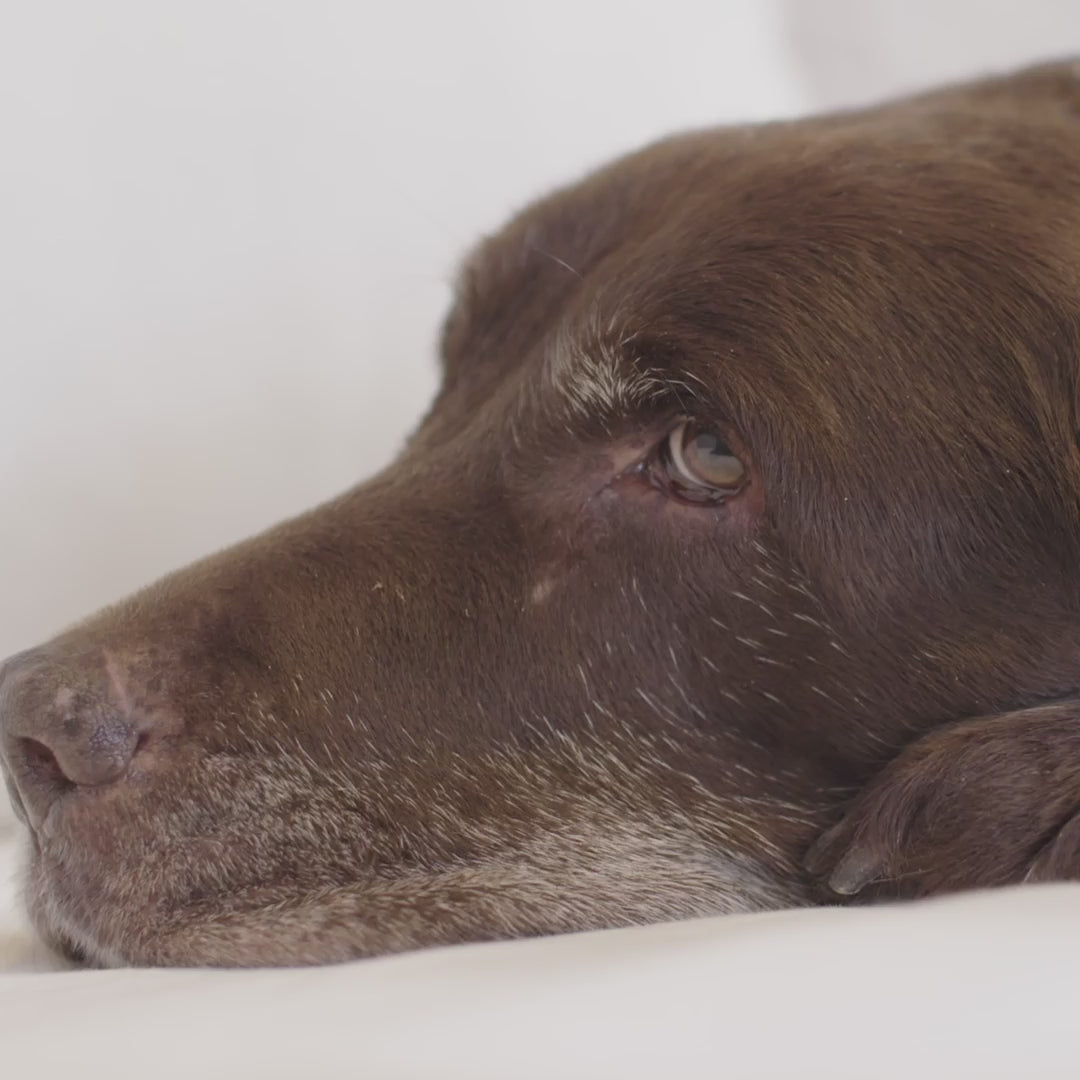 Load video: Perform Pet Care Pro Parquet støvsuger