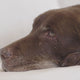 Perform Pet Care Pro Parquet støvsuger